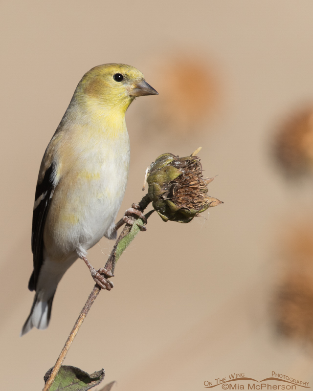 American Goldfinch perched on a sunflower stem