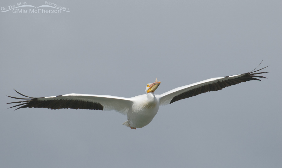 White Pelican in flight pano