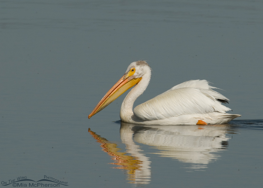 White Pelican floating by