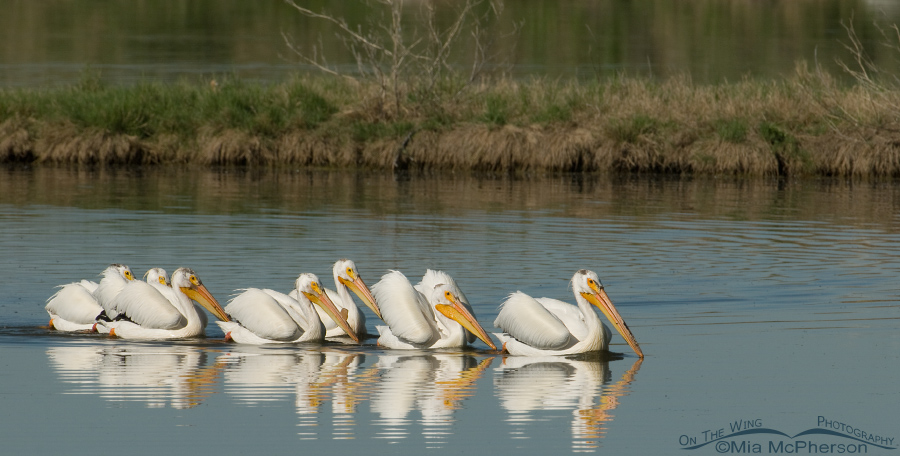 Flock of White Pelicans
