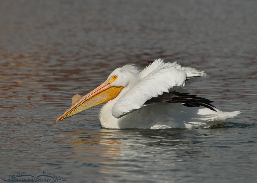 Fluffed up American White Pelican showing the caruncle, Salt Lake County, Utah