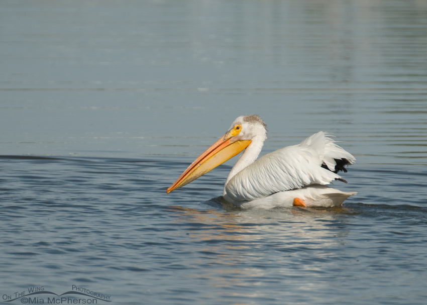White Pelican on Glover Pond