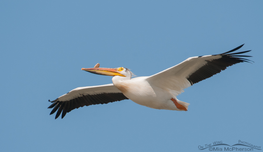 American White Pelican gliding by over my head
