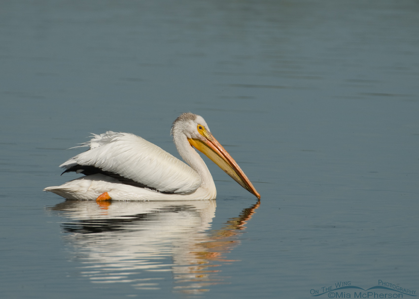 White Pelican with squiggly reflection