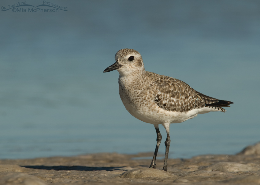 Black-bellied Plover at low tide in the mudflats