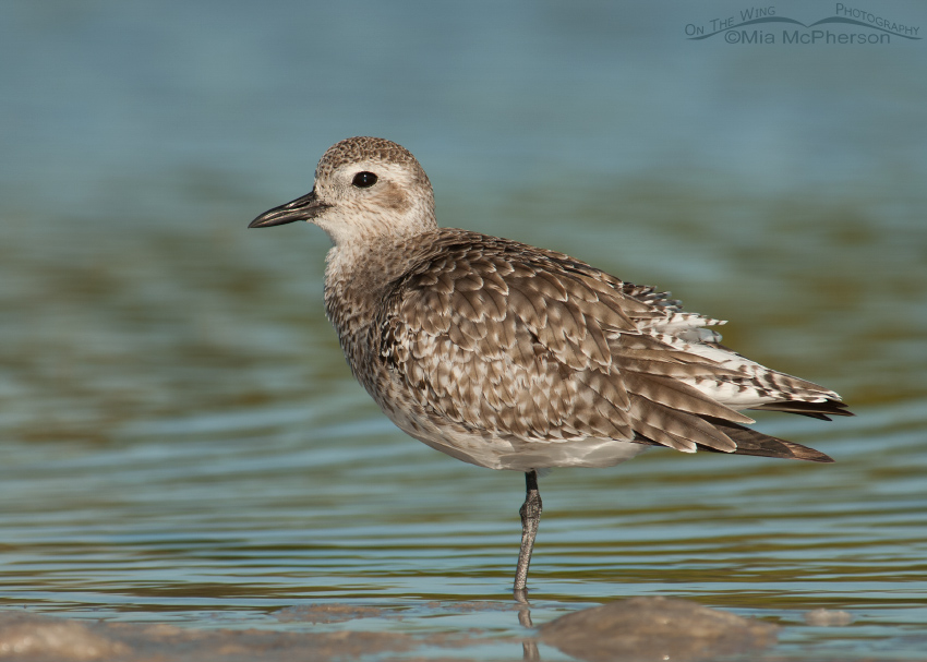 Black-bellied Plover in a quiet lagoon