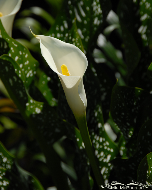 Calla Lily in Picton, New Zealand