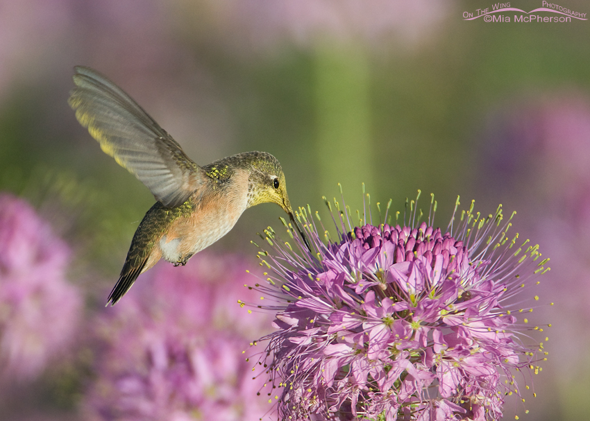 Calliope Hummingbird and Rocky Mountain Bee Plant, Antelope Island State Park, Davis County, Utah