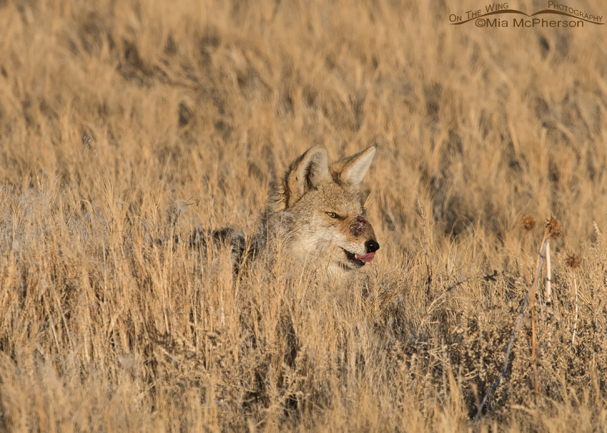 Injured Coyote resting in grasses
