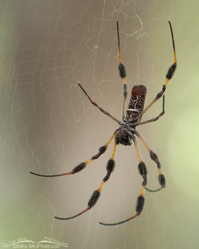 Golden-silk Spider female