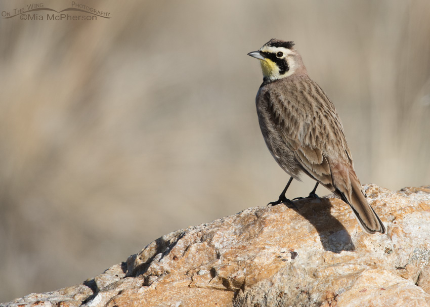 Male Horned Lark perched on Tintic Quartzite
