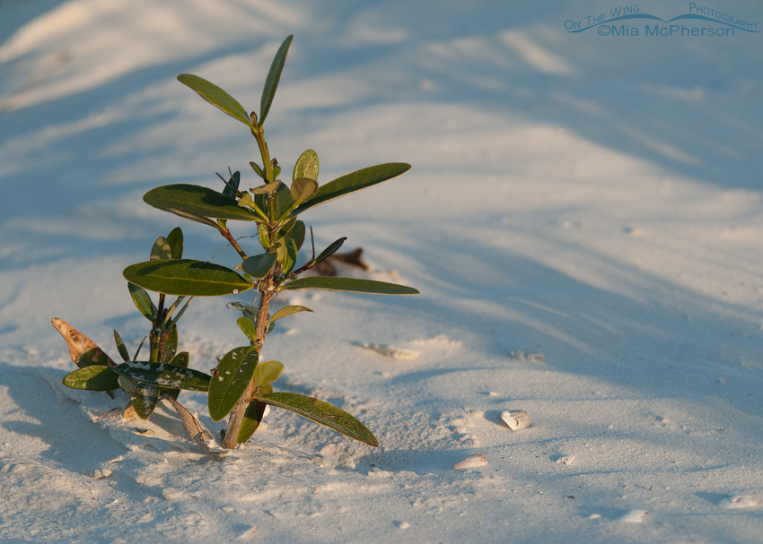Young mangrove in early morning light, Fort De Soto County Park, Pinellas County, Florida