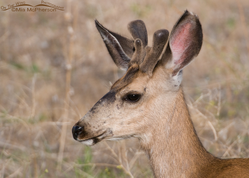 Side view of a Mule Deer buck in velvet, Antelope Island State Park, Utah
