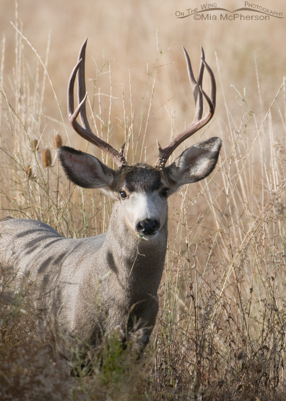 Autumn portrait of a Mule Deer buck