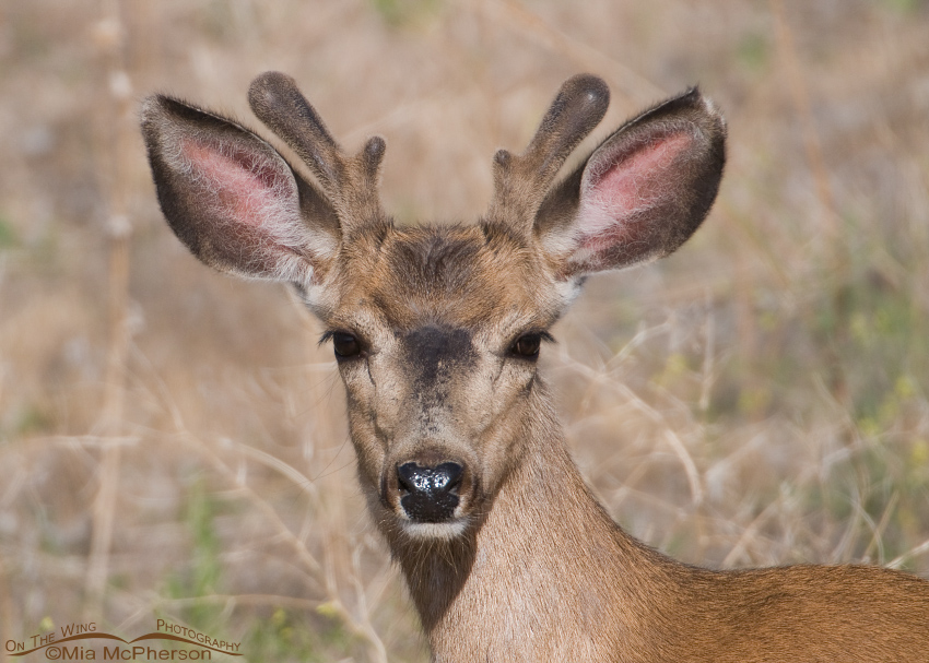 Mule Deer buck head on, portrait of a Mule Deer buck in velvet, Antelope Island State Park, Davis County, Utah