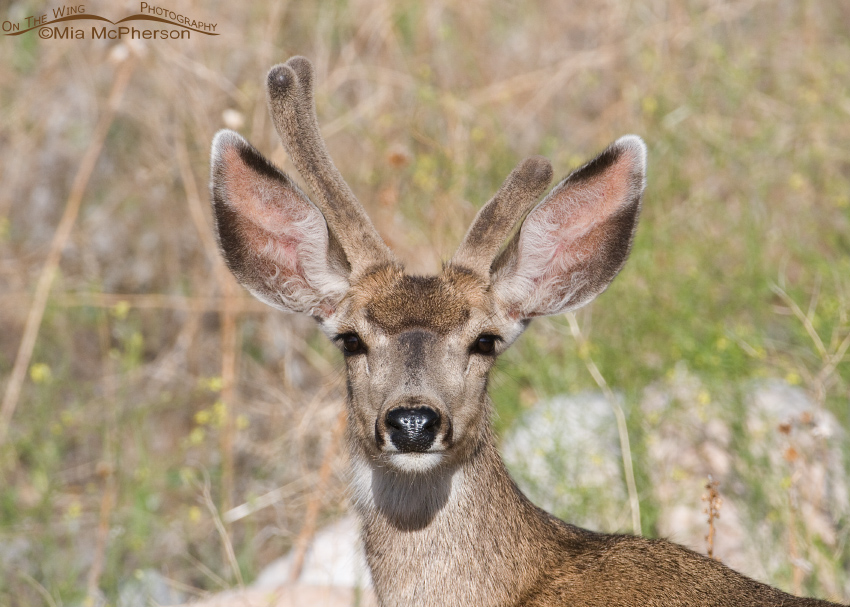 Atypical Mule Deer buck in velvet