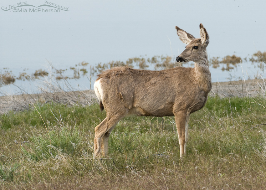 Mule Deer doe looking back towards the east next to the Great Salt Lake, Antelope Island State Park, Davis County, Utah