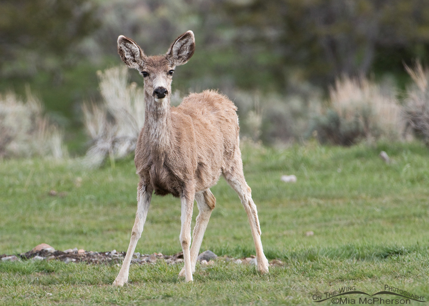 Mule Deer doe in the Stansbury Mountains of Tooele County, Utah