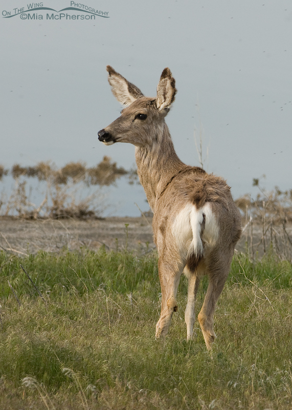Mule Deer doe on the Antelope Island Causeway, Antelope Island State Park, Davis County, Utah