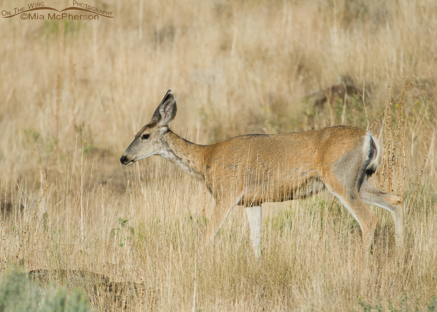 Mule Deer on Antelope Island, UT