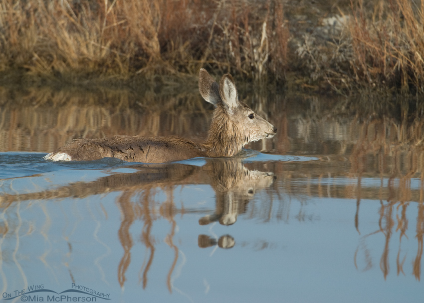 Mule Deer swimming across the Bear River, Bear River Migratory Bird Refuge, Box Elder County, Utah