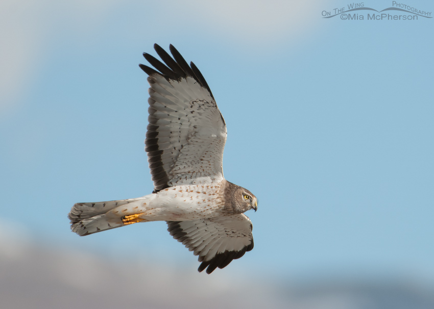 Male Northern Harrier with the Wasatch Range in the background