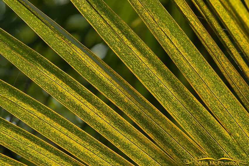 Palmetto frond, Honeymoon Island State Park, Pinellas County, Florida