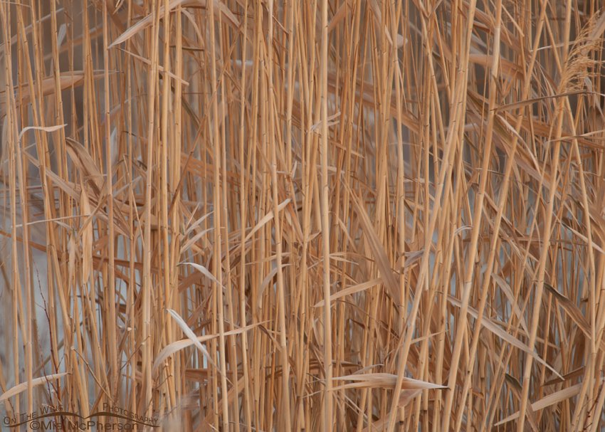 Curtain of Phragmites, Farmington Bay WMA, Davis County, Utah
