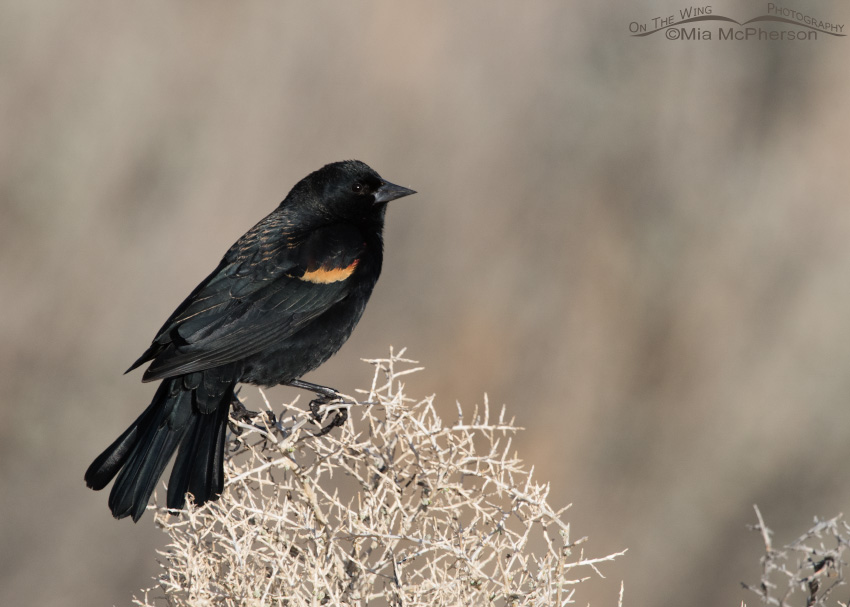 Male Red-winged Blackbird on a February day