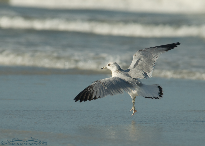 Landing Ring-billed Gull