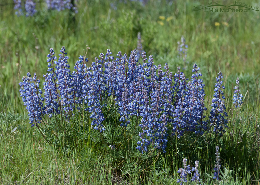 Silvery Lupine in the Centennial Valley, Beaverhead County, Montana