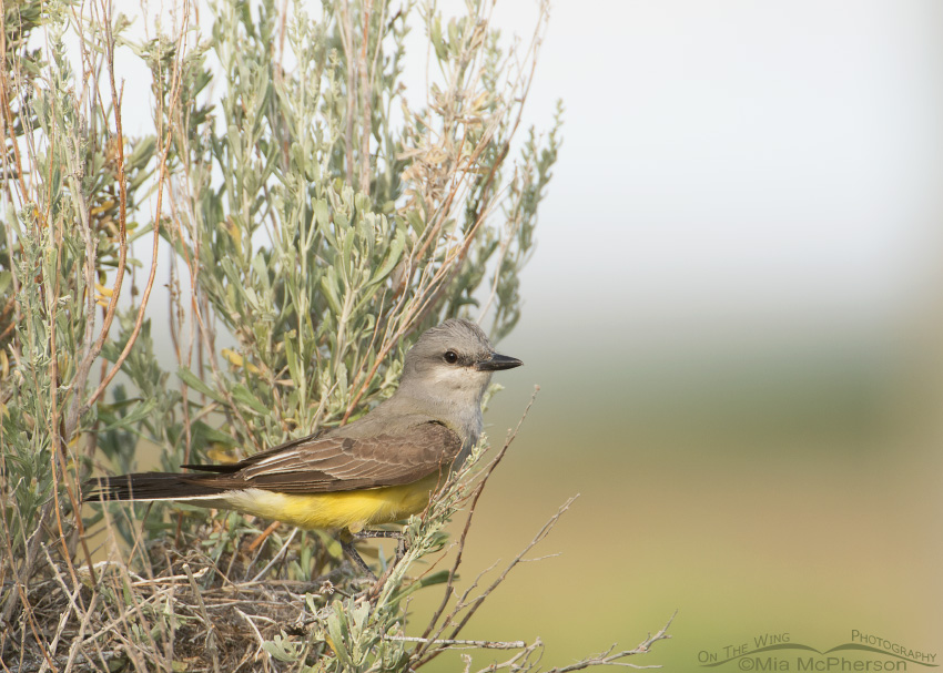 Western Kingbird adult on nest, Antelope Island State Park, Davis County, Utah