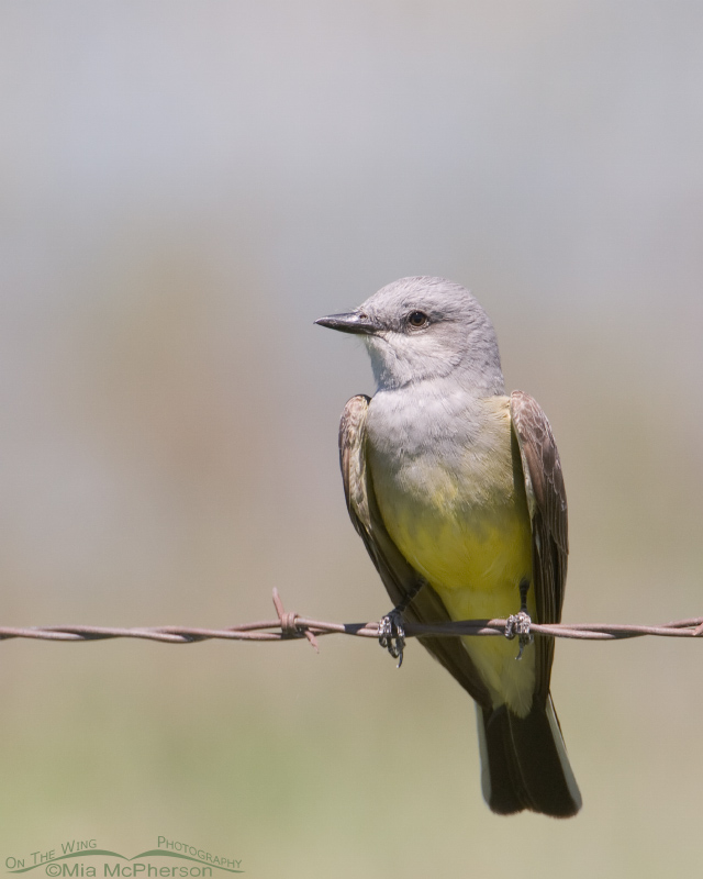 Western Kingbird on barbed wire fence, Bear River Migratory Bird Refuge, Box Elder County, Utah
