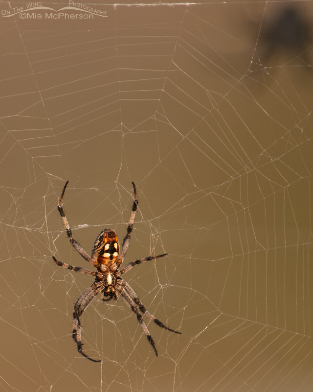 Western Spotted Orbweaver on the causeway to Antelope Island
