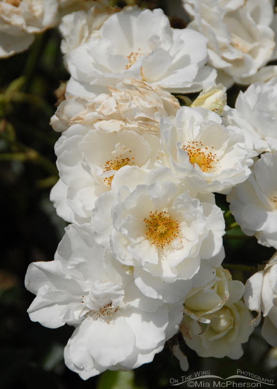 White Roses in Picton New Zealand