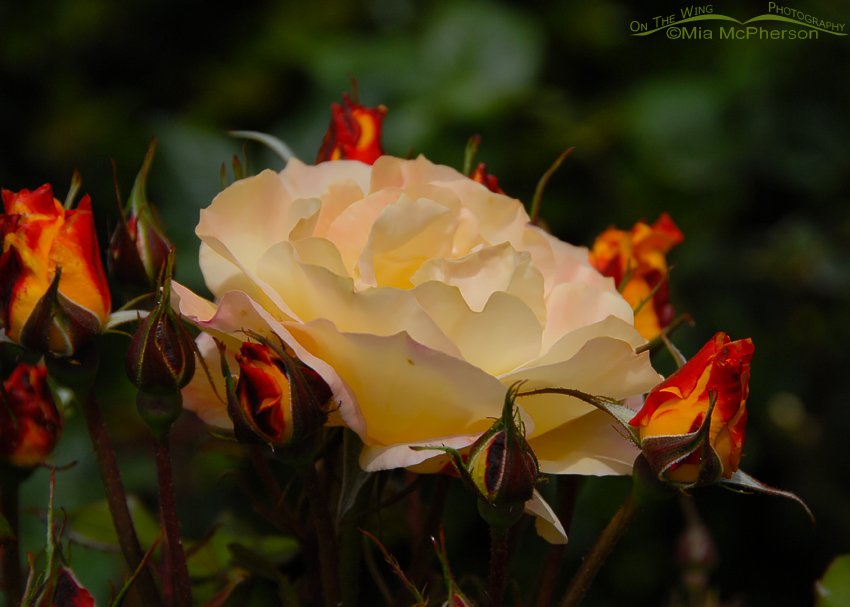 Yellow Roses in Wellington