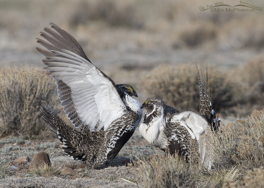 Two male Greater Sage-Grouse fighting on a lek