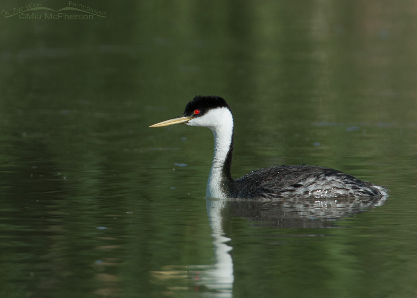 Western Grebe adult at Bear River MBR