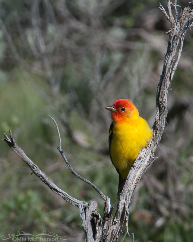 Western Tanager in the Targhee National Forest
