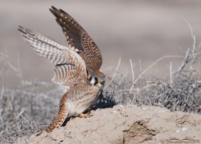 American Kestrels