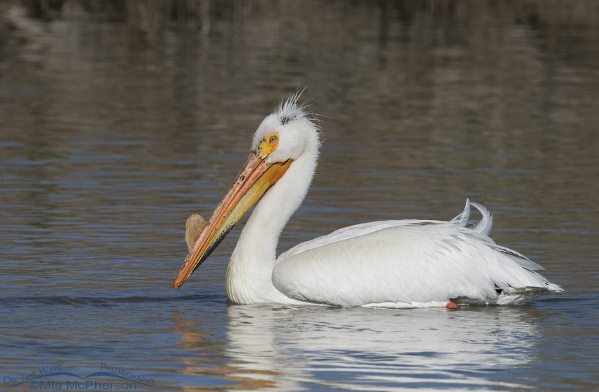 An American White Pelican at the Bear River Migratory Bird Refuge