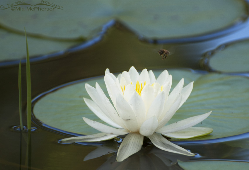 American White Waterlily and a Honey Bee