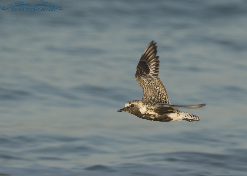 Black-bellied Plover in flight