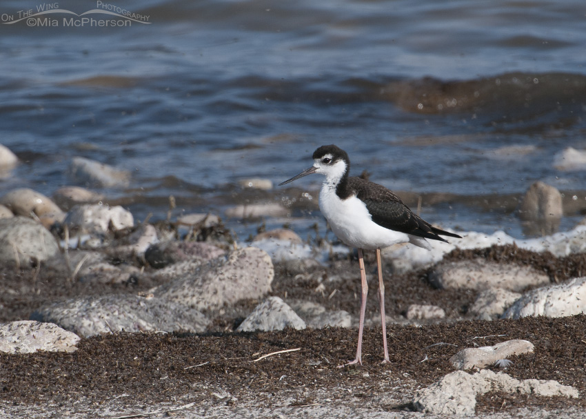 Black-necked Stilt on the shoreline of the Great Salt Lake