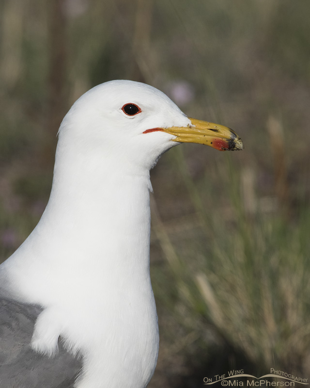 California Gull in breeding plumage