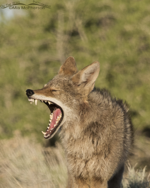 Coyote with a missing canine tooth, Antelope Island State Park, Davis County, Utah