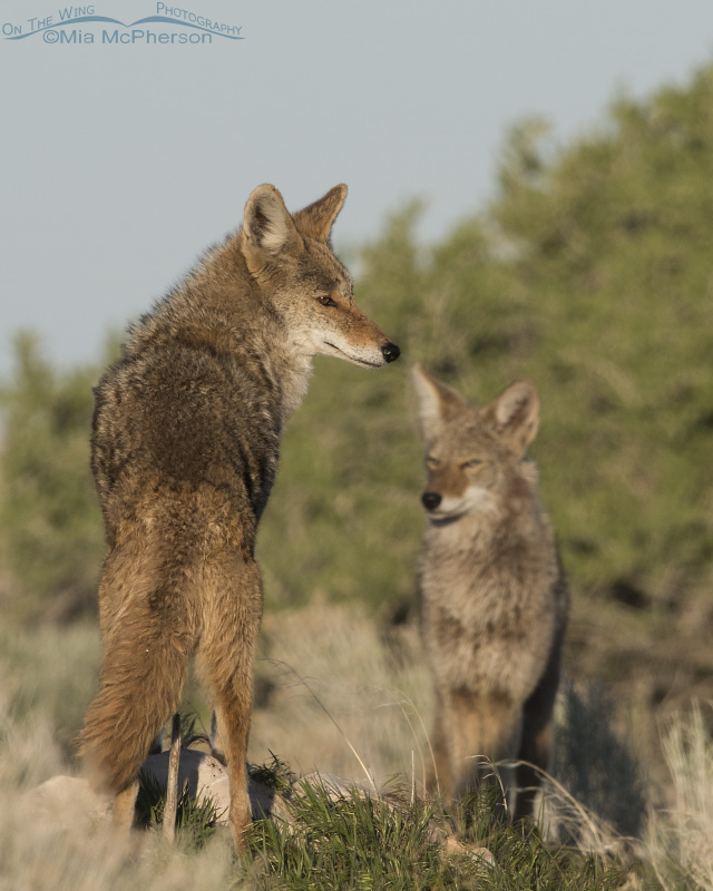 Pair of Coyotes