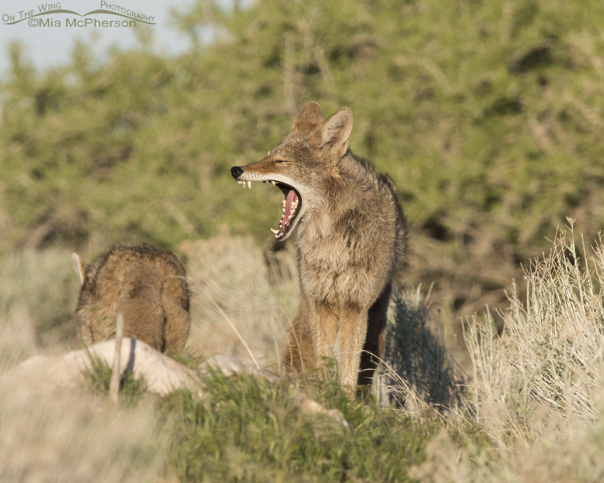 Really big Coyote Yawn