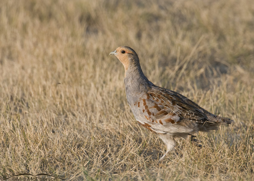 Adult Gray Partridge running through a field