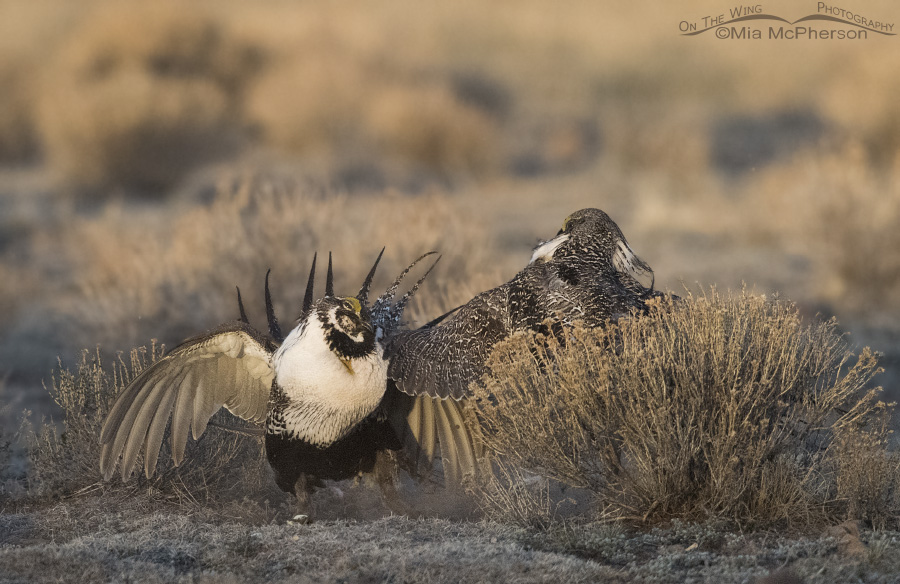Two Greater Sage-Grouse males kicking up some dust
